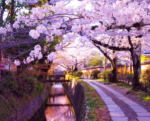春の哲学の道