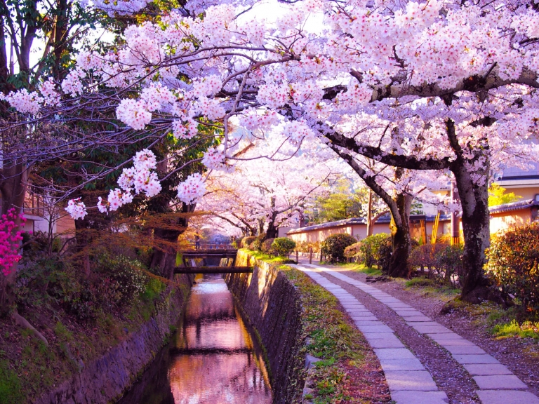 春の哲学の道